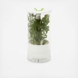 ColorPop Glass Herb Preserver